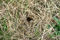 Top view of a bumblebee isolated on the dry grass background Royalty Free Stock Photo