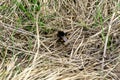 Top view of a bumblebee isolated on the dry grass background Royalty Free Stock Photo