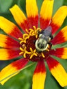 Top view of a bumblebee perched on a zinnia flowers Royalty Free Stock Photo