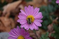 Top view of a bumblebee pollinating a purple Chrysanthemum flower Royalty Free Stock Photo