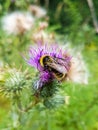 Top view of a bumblebee on a thistle flower Royalty Free Stock Photo