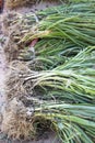 Top view of a bunch of fresh chives sold in local markets Royalty Free Stock Photo