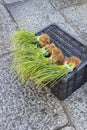 Top view of a bunch of fresh chives sold in local markets Royalty Free Stock Photo