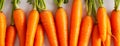 Top view of bunch of fresh organic carrots on white background representing concept of healthy food Royalty Free Stock Photo