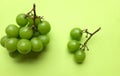 bunch of fresh sweet green shine muscat (vitis vinifera) grape and leaf isolate on green background Royalty Free Stock Photo