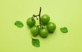 bunch of fresh sweet green shine muscat (vitis vinifera) grape and leaf isolate on green background Royalty Free Stock Photo