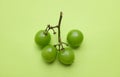 bunch of fresh sweet green shine muscat (vitis vinifera) grape and leaf isolate on green background Royalty Free Stock Photo