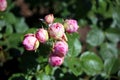 Top view of a bunch of light pink roses buds