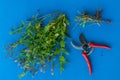 top view of bunch of mint with scissors isolated on color backgrounds