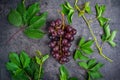 Top view bunch of red grapes and green leaves with water drops on the dark concrete background. Selective focus Royalty Free Stock Photo