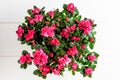 Top view of bush of delicate vivid pink flowers of azalea or Rhododendron plant in a flower pot isolated on a wooden table painted Royalty Free Stock Photo