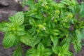 Top view of bush of flowering green basil on field Royalty Free Stock Photo