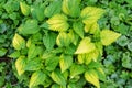 Top view of bush of nettle with young shoots