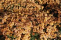 Top view of bush of orange Chrysanthemums in bloom