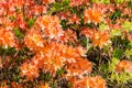 Top view of the bushes of flowering red azalea