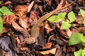 Top view of Butterfly lizard or Leiolepis belliana Royalty Free Stock Photo