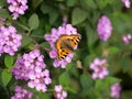 Top view of a butterfly on pink flowers in a garden captured during the daytime Royalty Free Stock Photo