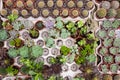 Cactus and an assortment of little potted plants