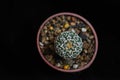 Cactus top view Royalty Free Stock Photo