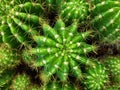 Top view cactus