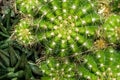 Top view cactus Royalty Free Stock Photo