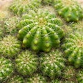 Top view cactus Royalty Free Stock Photo