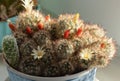 Top view of a cactus flower with yellow flowers and red buds. Royalty Free Stock Photo