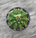 Top view of Cactus isolated on white background Royalty Free Stock Photo