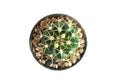 top view cactus isolated on a white background Royalty Free Stock Photo