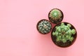 Top view of cactus over pastel pink background.