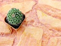 Top view of cactus plants close up with space background Royalty Free Stock Photo