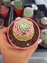 Top view of cactus in pot is blooming in pink, Mammillaria schiedeana Royalty Free Stock Photo