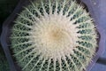 Top view Cactus in a pot at the garden