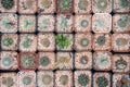 Top view cactus in a pot planted in sets.