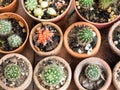 Top view of cactus pot with variety of succulents in the plant