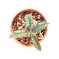 Top view cactus in pot on white background Royalty Free Stock Photo