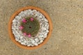 Top view of Cactus in terracotta pot on terrazzo floor.