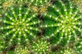 Top view cactus