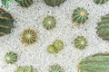 Top view cactus on white small stone