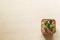 Top view of a Cactus Royalty Free Stock Photo