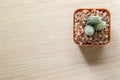 Top view of a Cactus Royalty Free Stock Photo