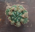 Top view of a cactus on wood table Royalty Free Stock Photo