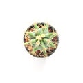 Top view cactus with yellow thorn on white background Royalty Free Stock Photo