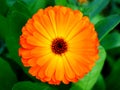 Top view of calendula flower Royalty Free Stock Photo