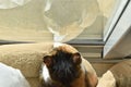 Calico cat or tortoiseshell cat sitting in a cat bed looking out the patio door window. Royalty Free Stock Photo