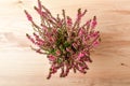 Top view of Calluna vulgaris plant with fresh pink flowers and green leaves in a garden pot on a light brown table, with space aro Royalty Free Stock Photo