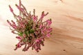 Top view of Calluna vulgaris plant with many fresh pink flowers and green leaves in a garden pot on a light brown table, with spac Royalty Free Stock Photo