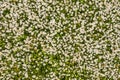 Top view of a camomile or ox-eye daisy meadow, daisies, top view, background texture