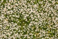 Top view of a camomile or ox-eye daisy meadow, daisies, top view, background texture