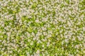 Top view of a camomile or ox-eye daisy meadow, daisies, top view,  background texture Royalty Free Stock Photo